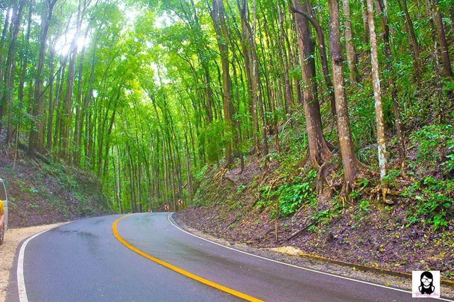 Man Made Forest - Top 10 Tourist Spots to Visit in Bohol, Philippines | Blushing Geek