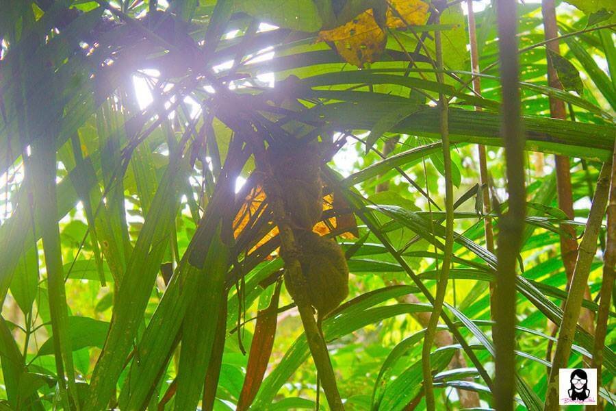 Philippine Tarsier and Wildlife Sanctuary - Top 10 Tourist Spots to Visit in Bohol, Philippines | Blushing Geek