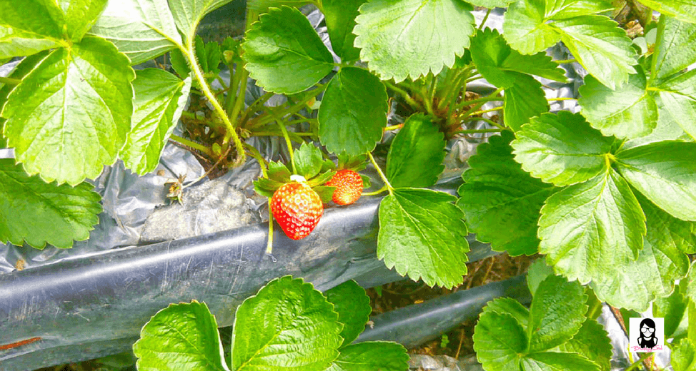 Sergio’s Farm – The First and Only Organic Strawberry Farm in Cebu | Blushing Geek