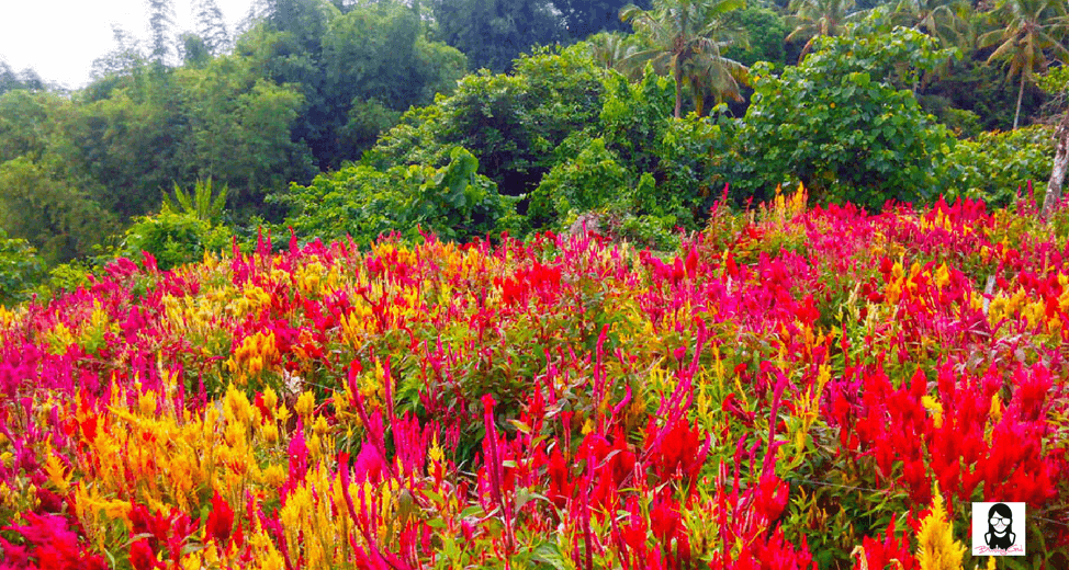 Sirao Flower Garden: The Little Amsterdam of Cebu | Blushing Geek