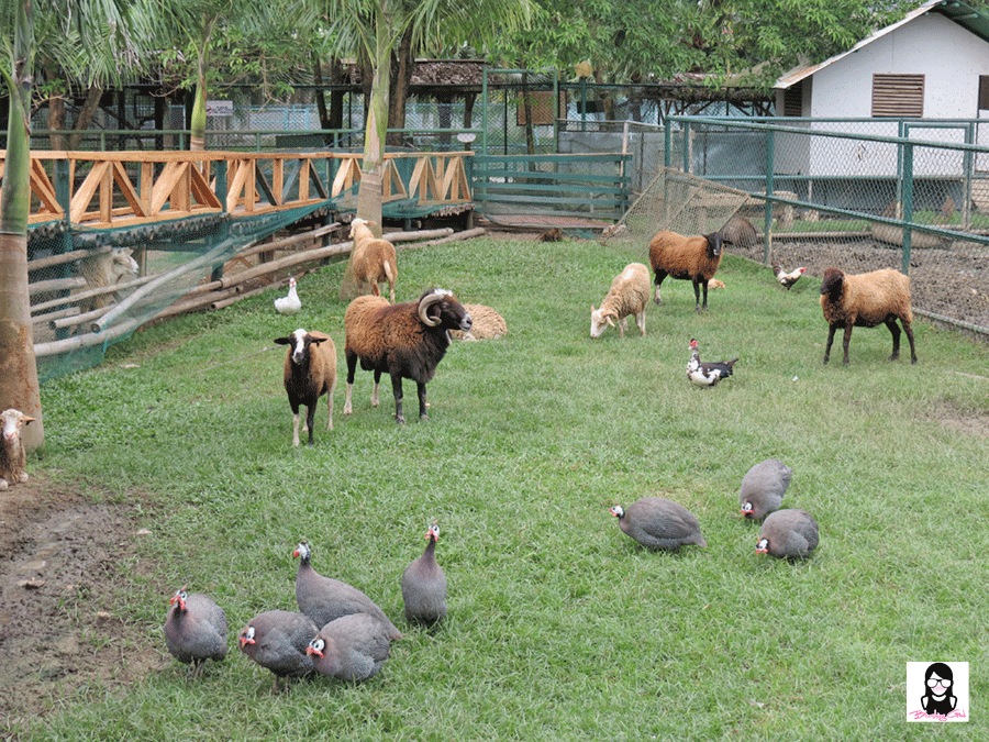 Exploring Davao Crocodile Park | Blushing Geek