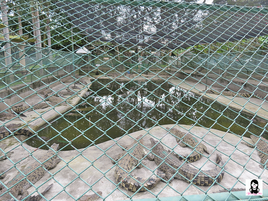 Exploring Davao Crocodile Park | Blushing Geek