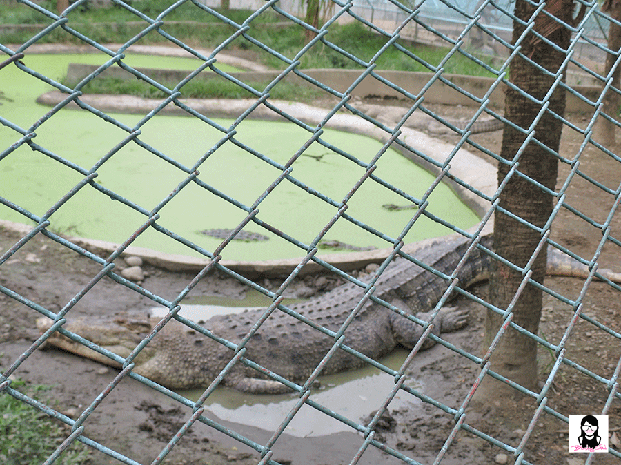 Exploring Davao Crocodile Park | Blushing Geek