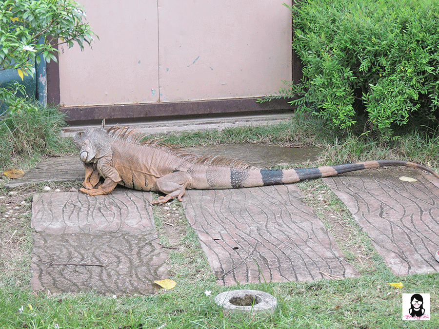 Exploring Davao Crocodile Park | Blushing Geek