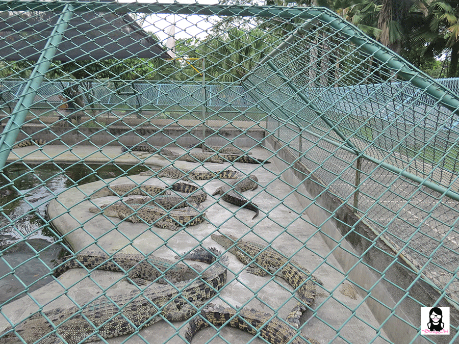 Exploring Davao Crocodile Park | Blushing Geek