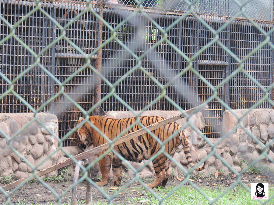 Exploring Davao Crocodile Park | Blushing Geek