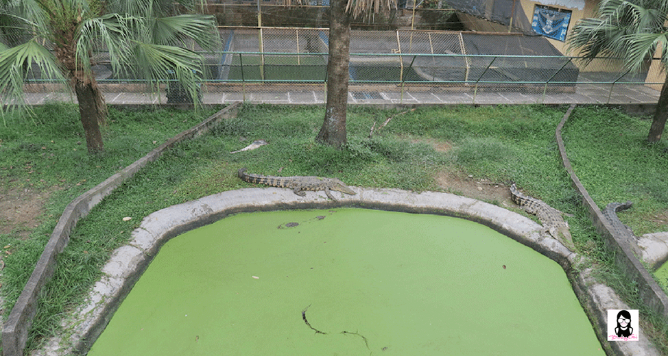 Exploring Davao Crocodile Park | Blushing Geek