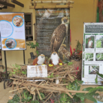 Bird Watching at Philippine Eagle Center