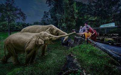 Night Safari tram tour seeing animals in an open ambient-lit habitat